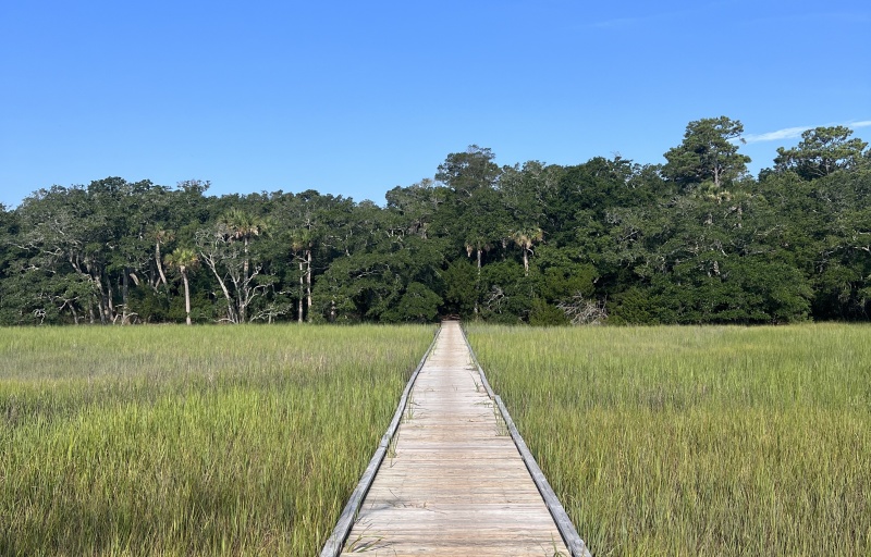 Wooden boardwalk through marsh 