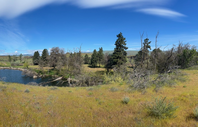 Landscape image overlooking a field of grasses and blue sky