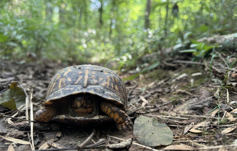 Turtle at Stevens Creek