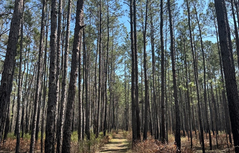 Trees at Awendaw