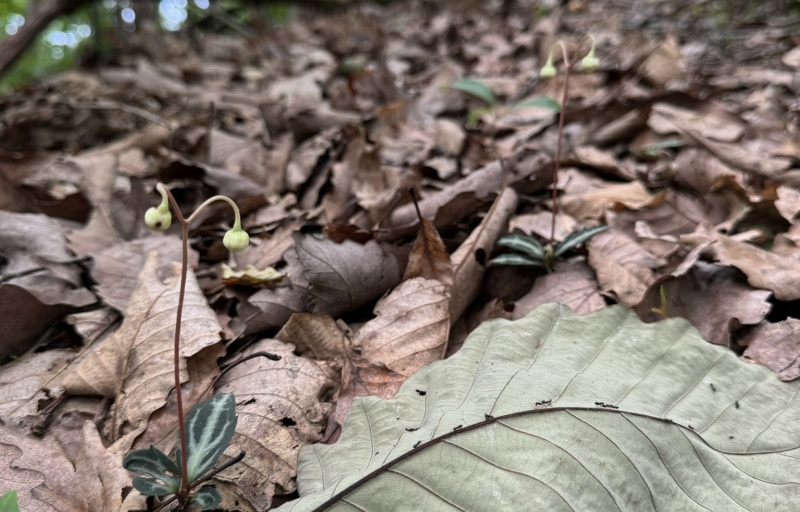 Striped Wintergreen