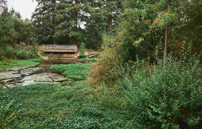Happy Valley Park wetlands