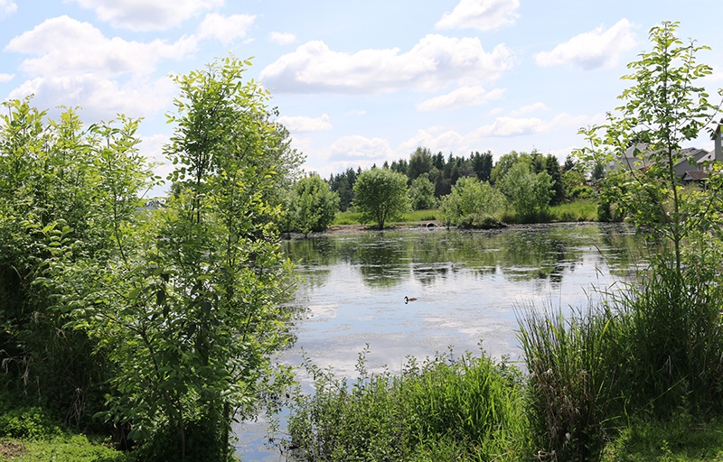 Duck on Hermanson Pond