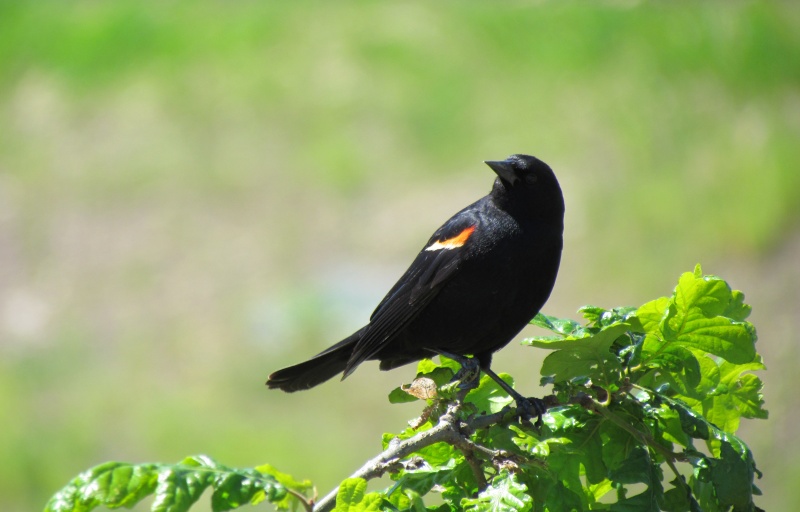a close up image of a red-winged black bird on a bush