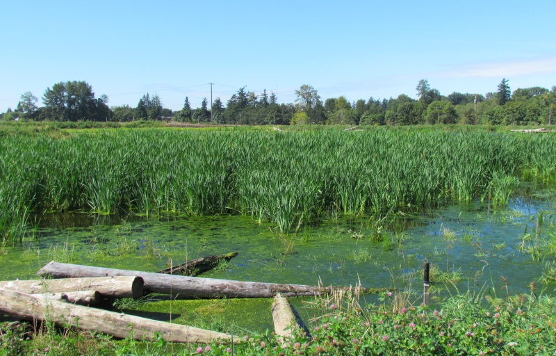 a photo of one of the many ponds full of lush green colors