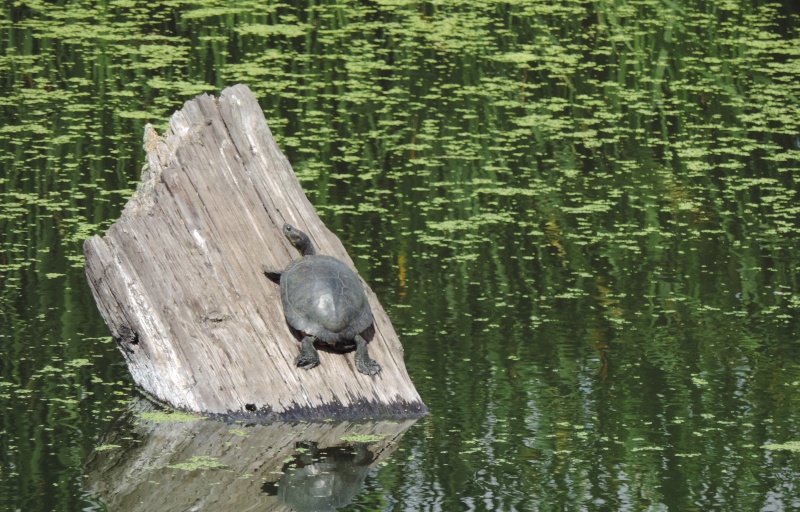 A pond turtle basks in the sun on a large log in the water