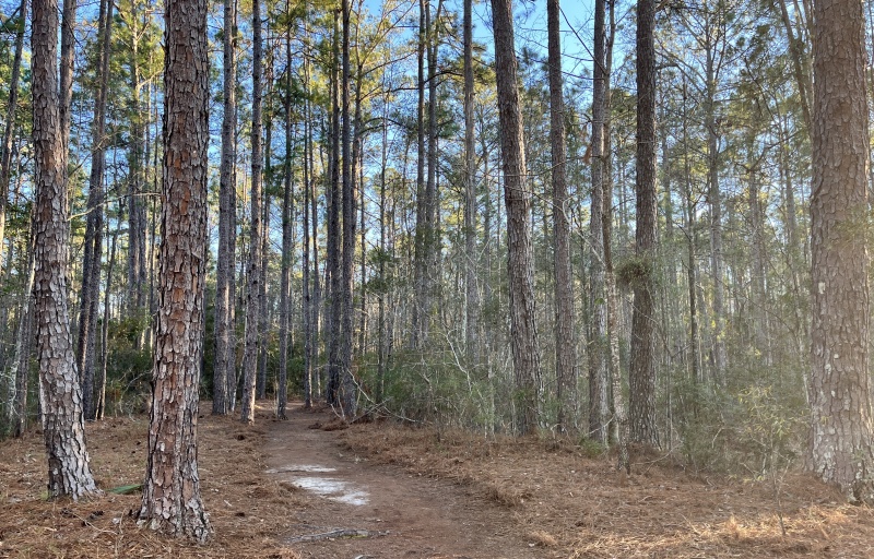 Trail at Sgt. Jasper