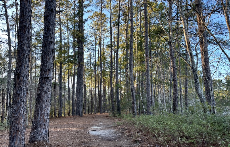 Trail at Sgt. Jasper