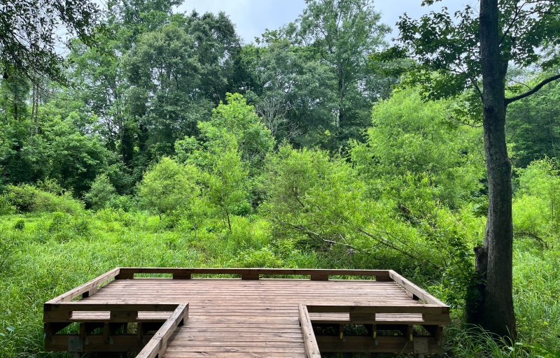 Viewing Platform - Wetlands