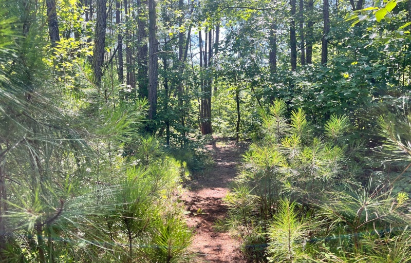 Buncombe Trail