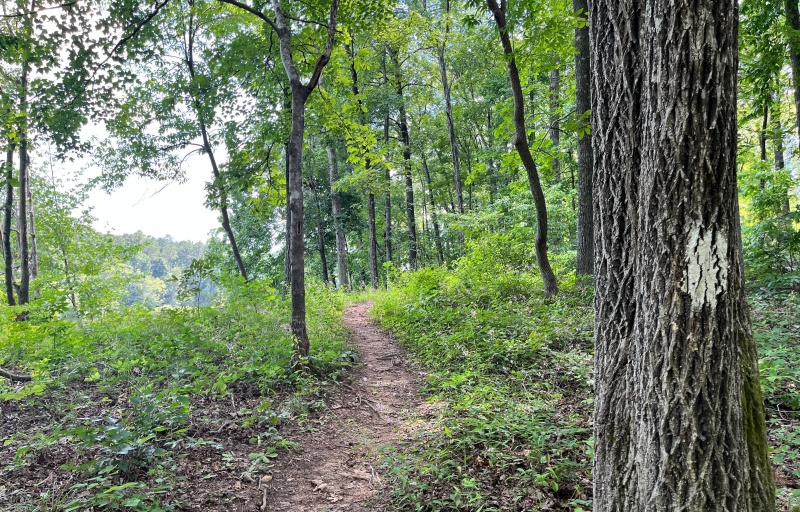 Parsons Mountain Lake Trail