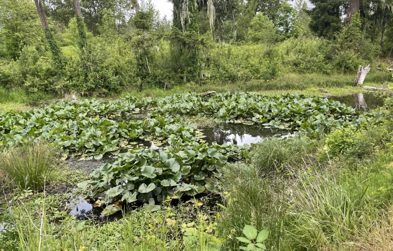 Dense green vegetation along the trail of Oak Creek Greenbelt