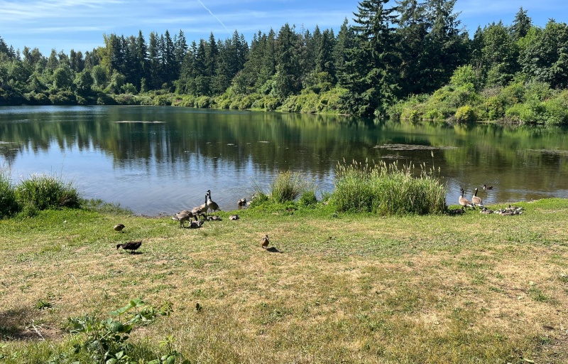 Waterfowl at Young Lake