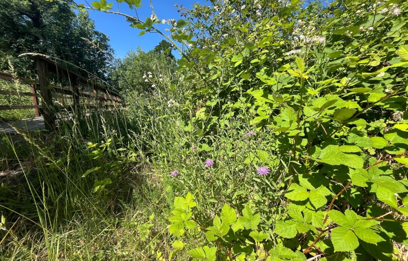 Bridge and flowers