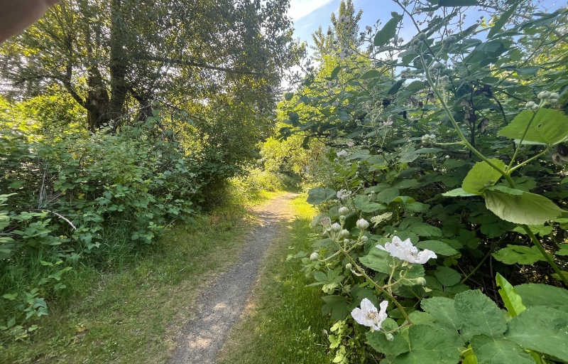 Trail through lush vegetation
