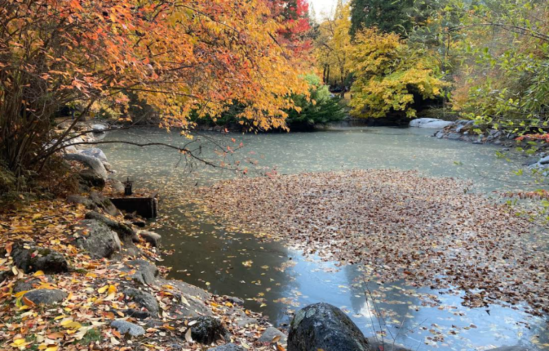 A pond in the fall with colorful leaves on the surround trees.