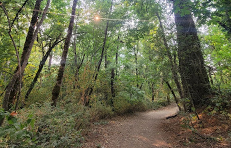 Sunlight through the trees at Spong's Landing