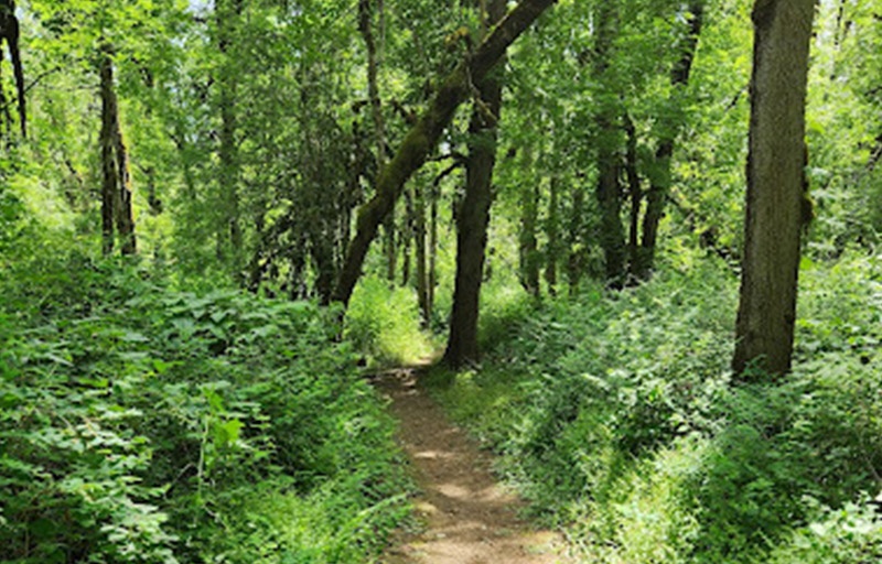 Lush forest trail at Spong's Landing