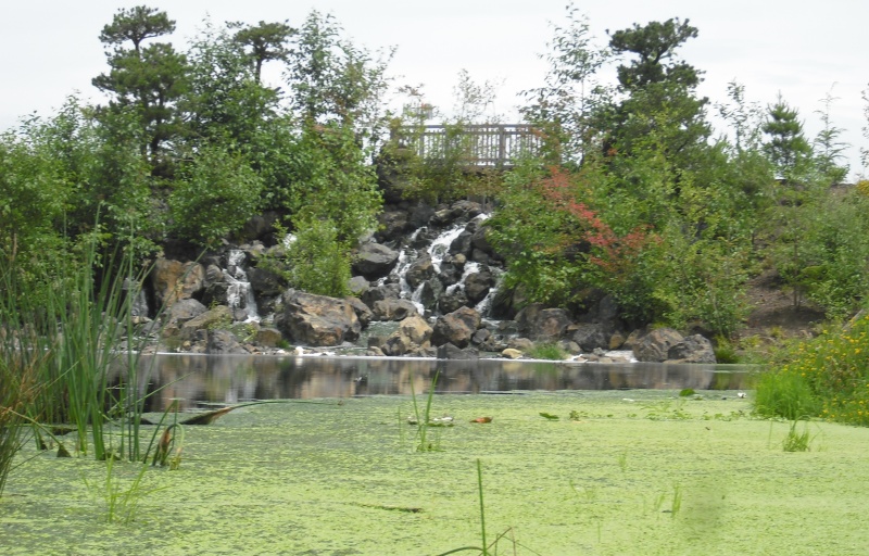 view of one of the ponds at the gardens full of duckweed and algae