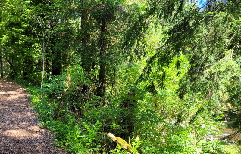 Kilchis River Trail