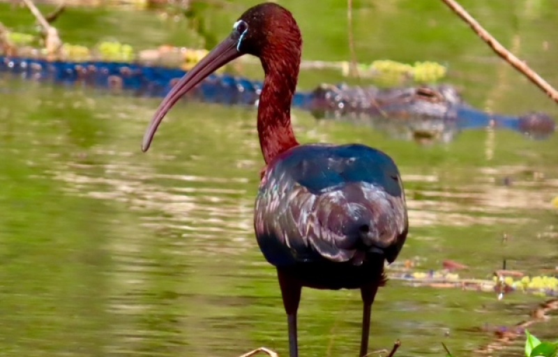 Cypress Wetlands