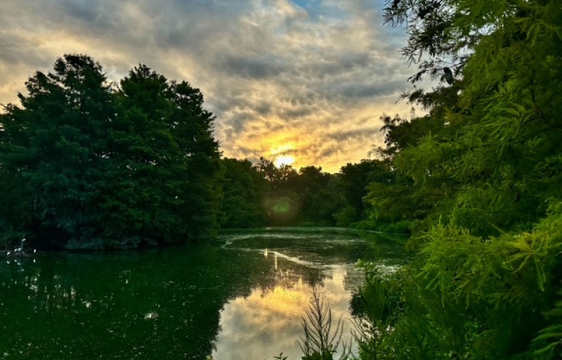 Cypress Wetlands