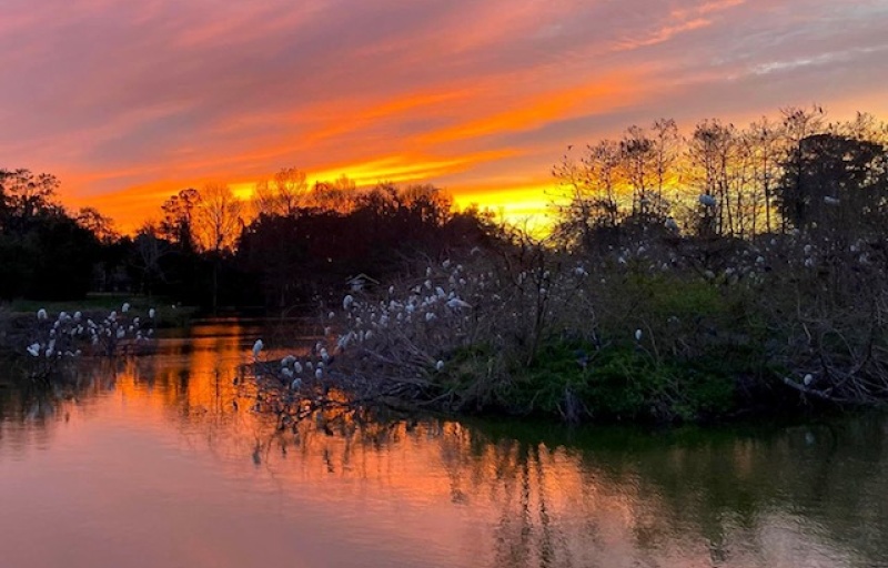 Cypress Wetlands