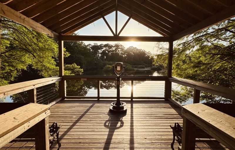 Cypress Wetlands Portrait Photo.jpg