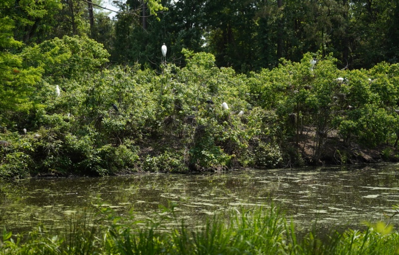 Cypress Wetlands