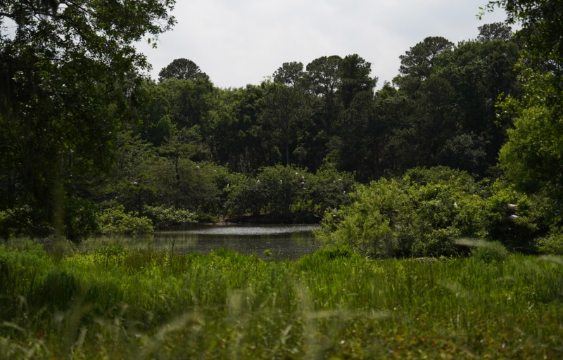 Cypress Wetlands