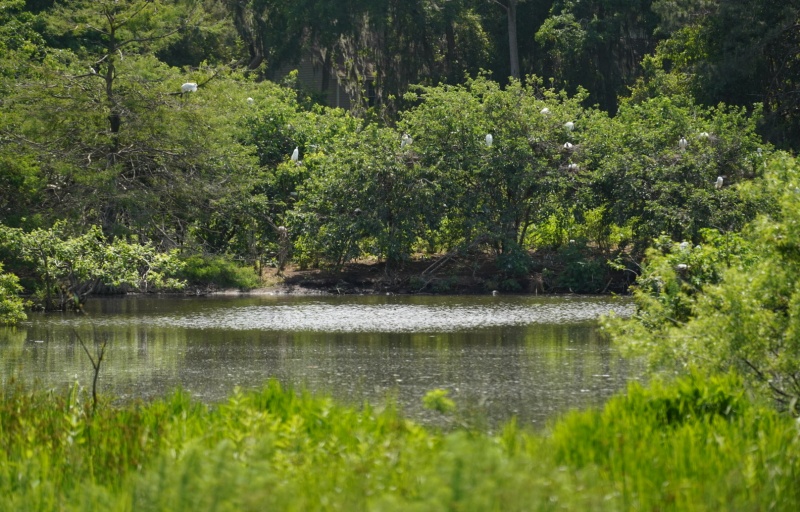 Cypress Wetlands