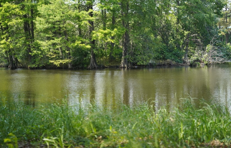 Cypress Wetlands