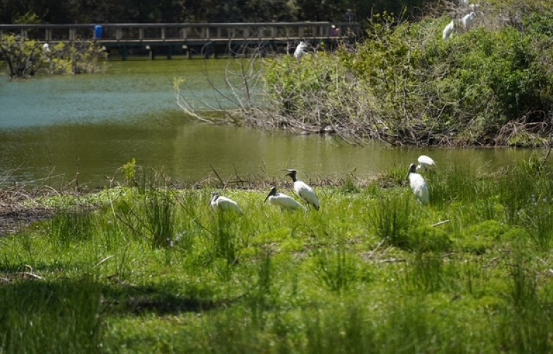 Cypress Wetlands
