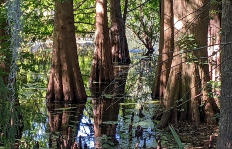Cypress Wetlands