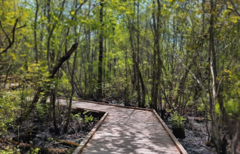 A wooden boardwalks leads visitors through a forested wetland