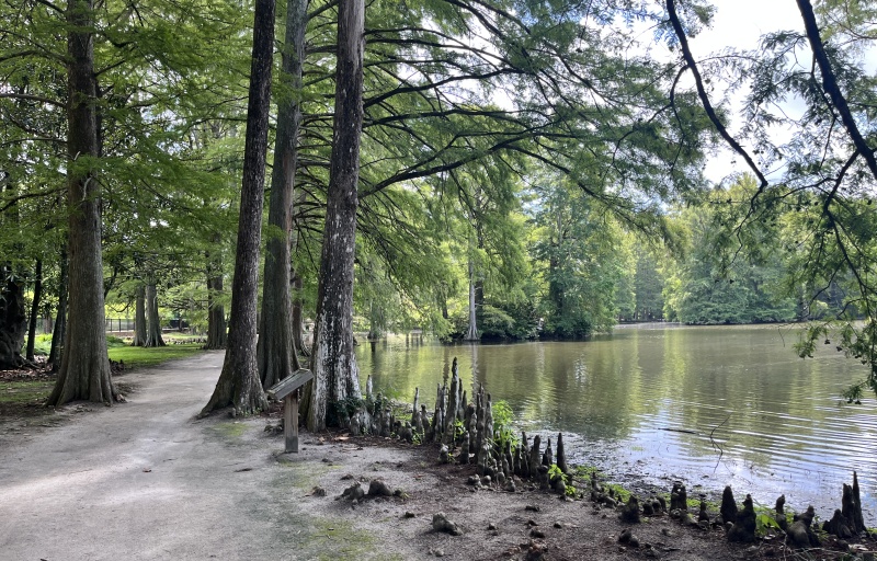 Swan Lake Cypress Knees