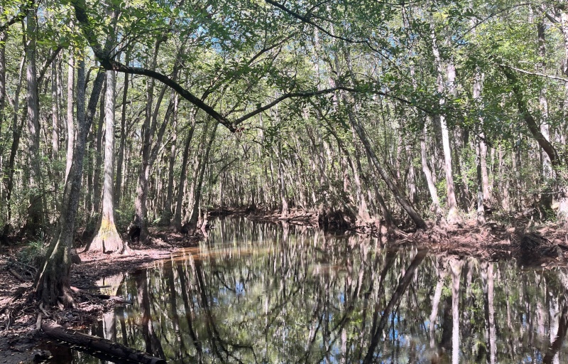 Black Creek at Kalmia