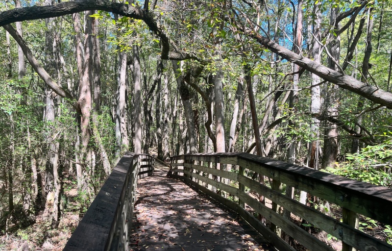 Boardwalk at Kalmia