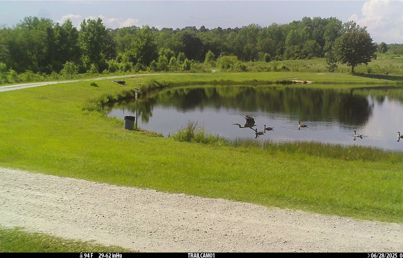 Kids pond with birds - Photo by USFWS