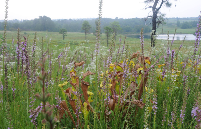 Oxpen - Photo by Greg Askins