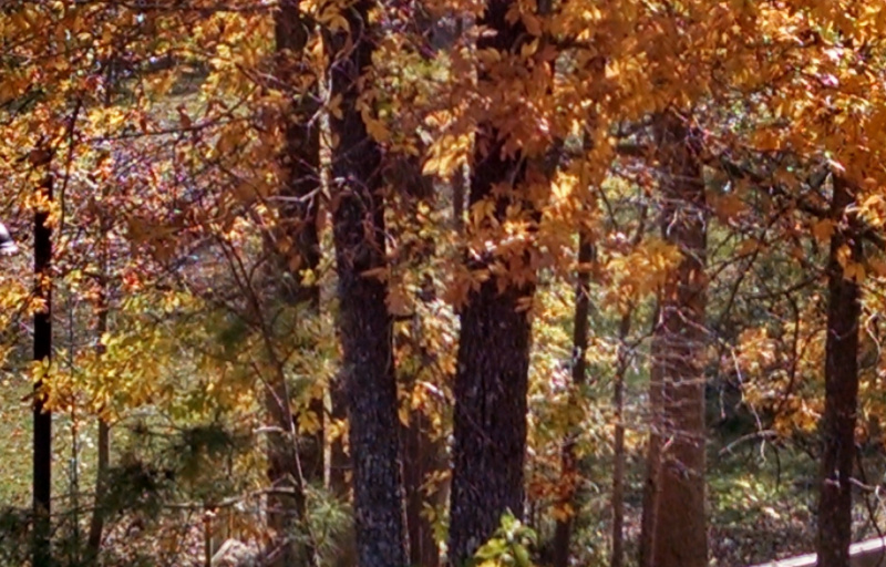 Hickory Tree in fall 