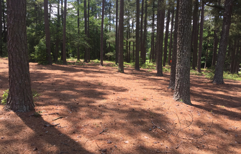 Pine forest at Stevens Park