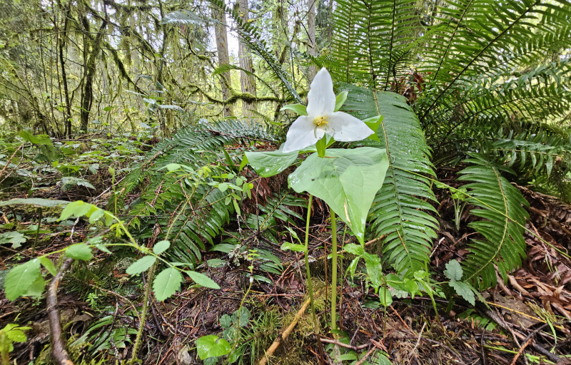 Trillium flower