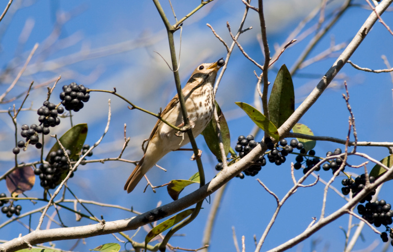 Lee State Park birds