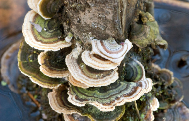 Lee State Park