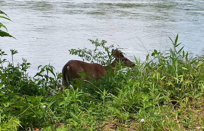 Deer at Catawba River Trail