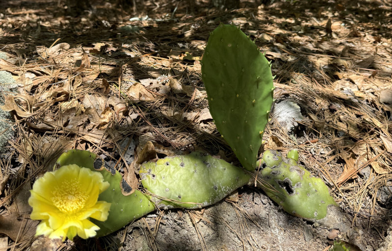 Flowering Prickly Pear