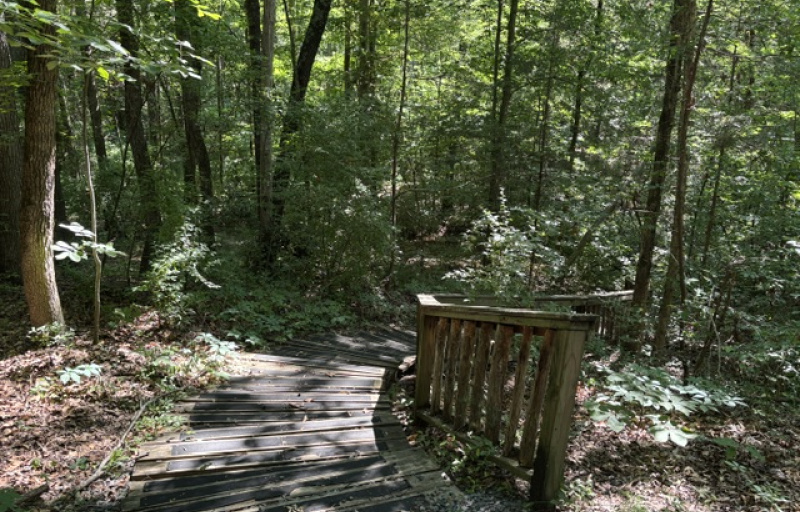 Wooden stairs down trail