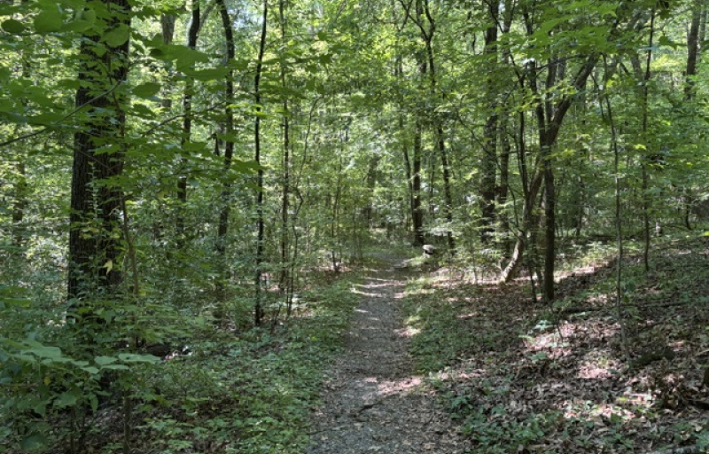 Wooded trail