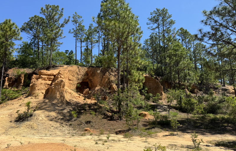 Longleaf Pine Ecosystem